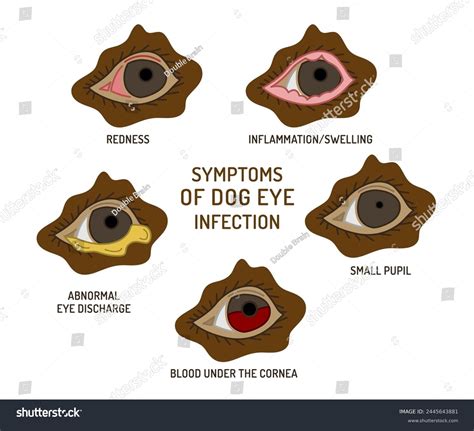 Get Inspired For Discharge From Eye Dog