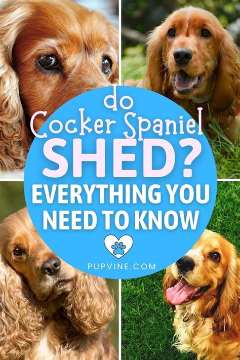Get Inspired For Do Cocker Spaniels Shed