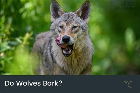 Get Inspired For Do Wolves Bark