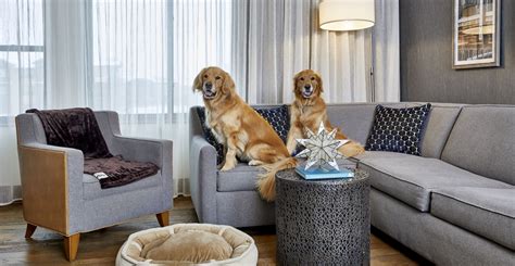 Get Inspired For Dog Friendly Minnetonka
