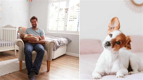 Get Inspired For Dog Meets Baby Tips Tricks New Parents