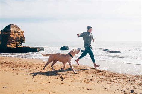 Get Inspired For Dog Vacations
