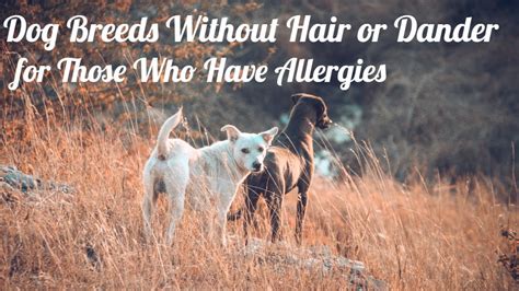 Get Inspired For Dogs Without Dander