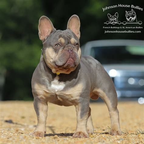 Get Inspired For French Bulldog Cross