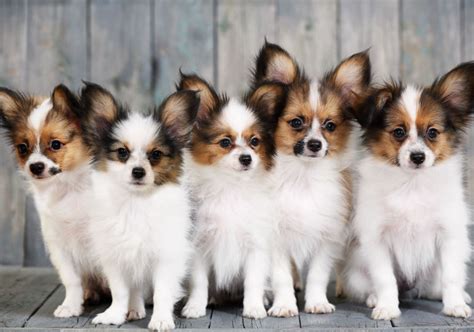 Get Inspired For French Papillon Dog