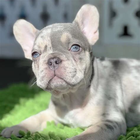 Get Inspired For Frenchie Bulldog For Sale