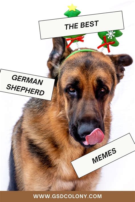 Get Inspired For Funny German Shepherd