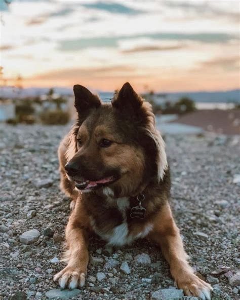 Get Inspired For German Shepherd Border Collie Mix