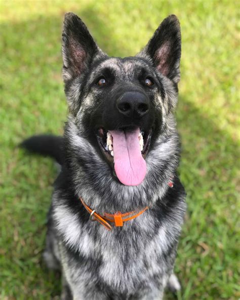 Get Inspired For German Shepherd Colors Grey
