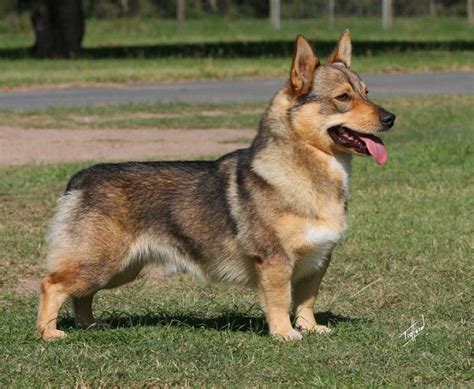 Get Inspired For German Shepherd Corgi Mix