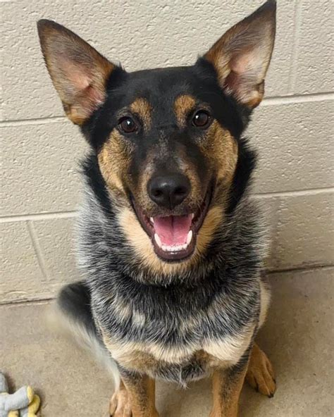 Get Inspired For German Shepherd Mix Blue Heeler
