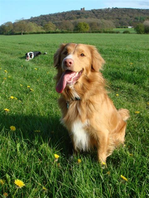 Get Inspired For Golden Border Collie