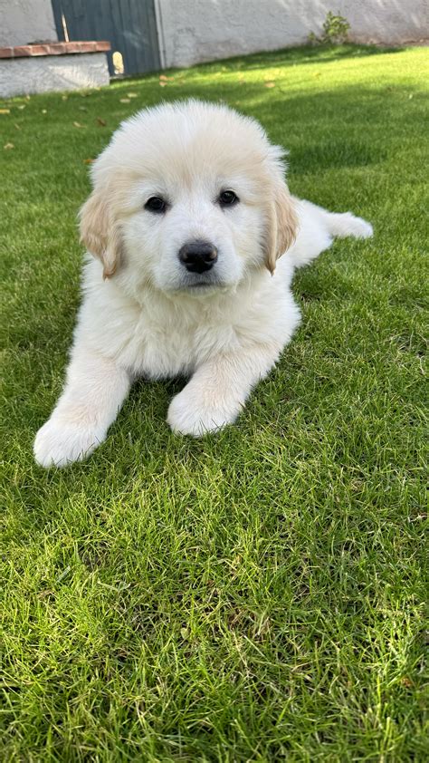 Get Inspired For Golden Pyrenees