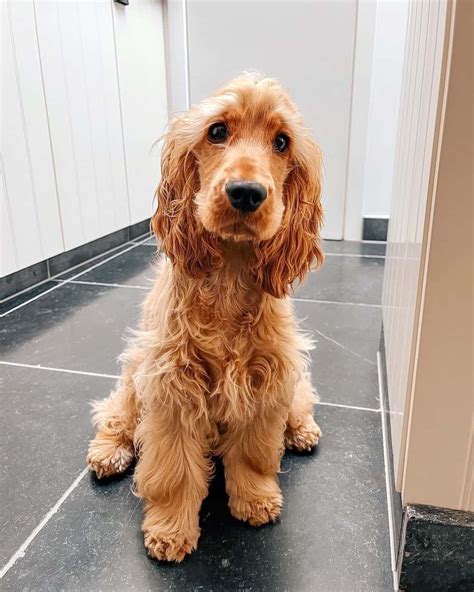 Get Inspired For Golden Retriever Cocker Spaniel Mix
