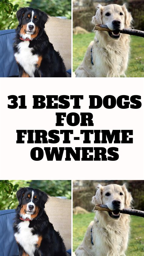 Get Inspired For Golden Retriever For First Time Dog Owner