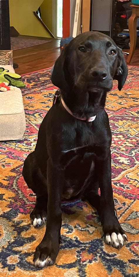 Get Inspired For Great Dane Mixed With Lab