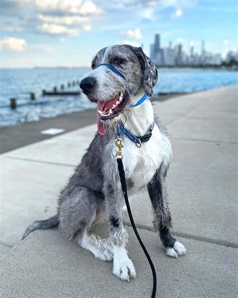 Get Inspired For Great Dane Poodle