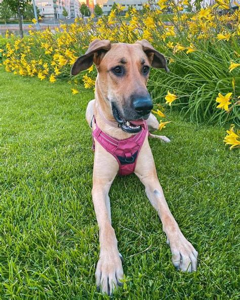 Get Inspired For Great Dane Shepherd Mix