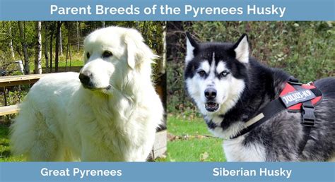 Get Inspired For Great Pyrenees Mixed With Husky
