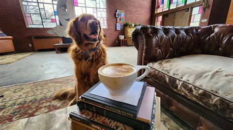 Get Inspired For Guide To Dog Friendly Seattle Coffee Shops