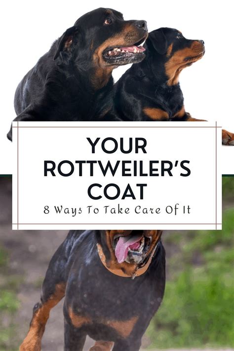 Get Inspired For How To Stop Your Rottweiler From Shedding