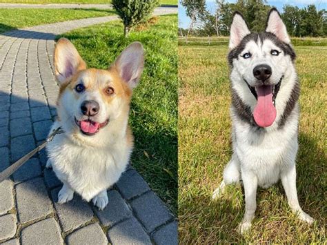 Get Inspired For Husky Corgi Mix