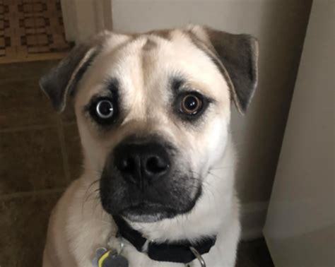 Get Inspired For Husky Pug