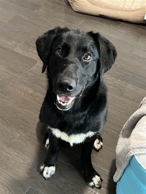Get Inspired For Lab Collie Mix Puppies