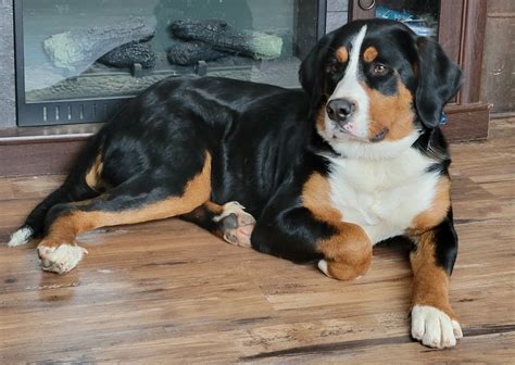 Get Inspired For Labernese Puppies