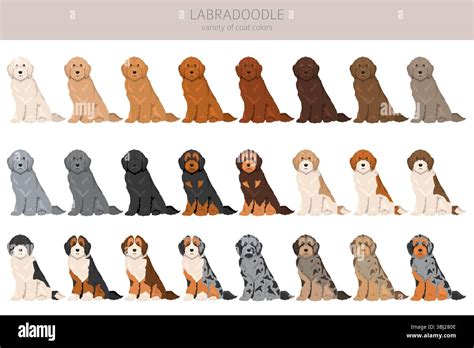 Get Inspired For Labradoodle Colors