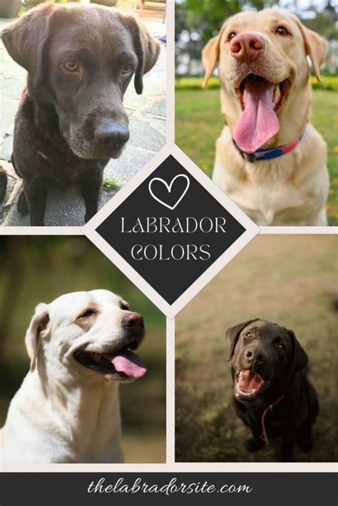 Get Inspired For Labrador Colours