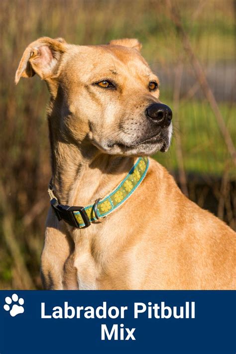 Get Inspired For Labrador Pitbull Mix
