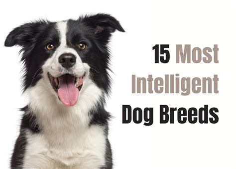 Get Inspired For Least Intelligent Dogs
