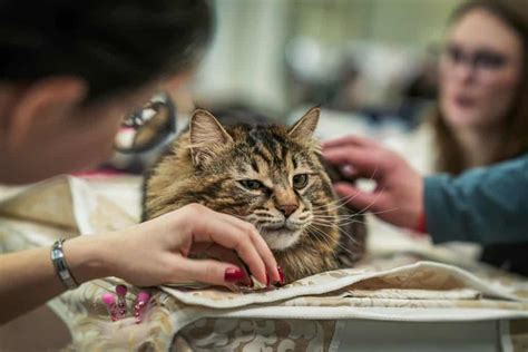 Get Inspired For Letting Go At Home Euthanasia