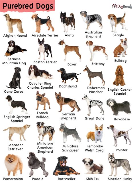 Get Inspired For List Of Purebred Dogs