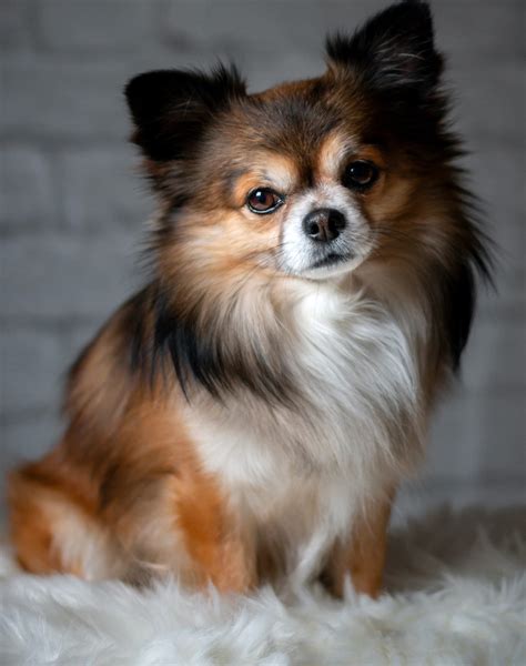 Get Inspired For Long Haired Chihuahuas
