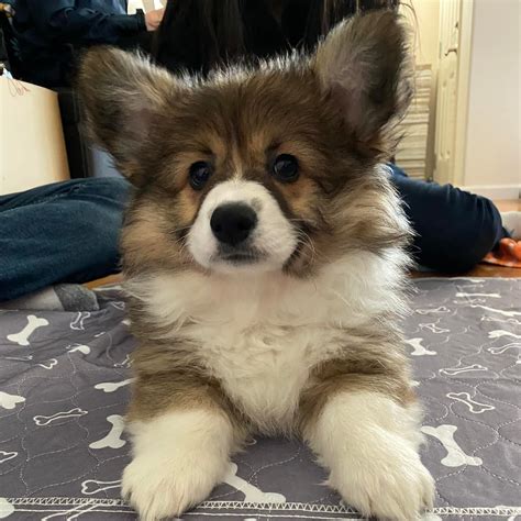 Get Inspired For Long Haired Corgi