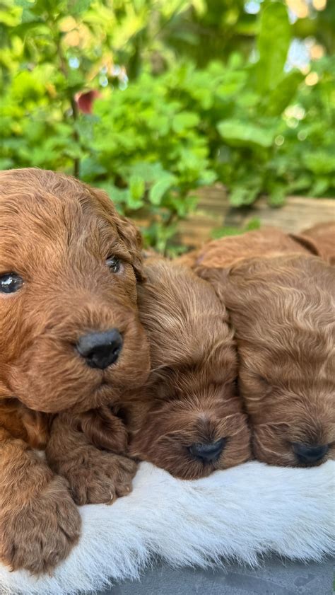Get Inspired For Loving Puppies