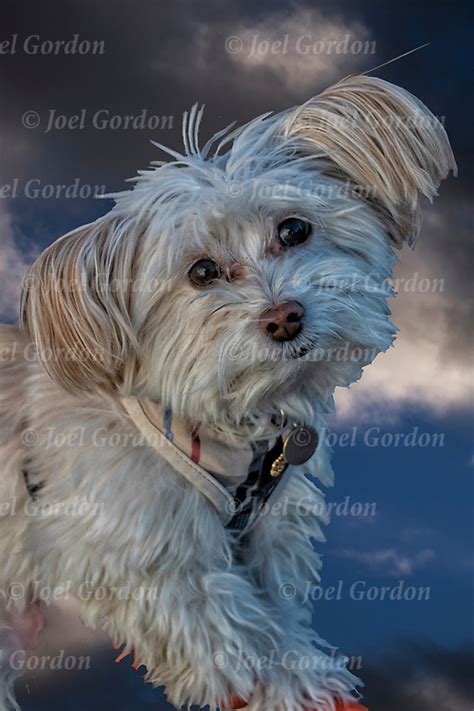 Get Inspired For Maltese Terrier