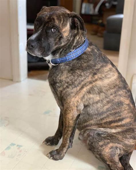Get Inspired For Mastiff Mix