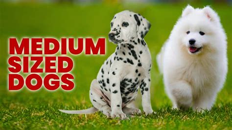 Get Inspired For Medium Sized Dogs