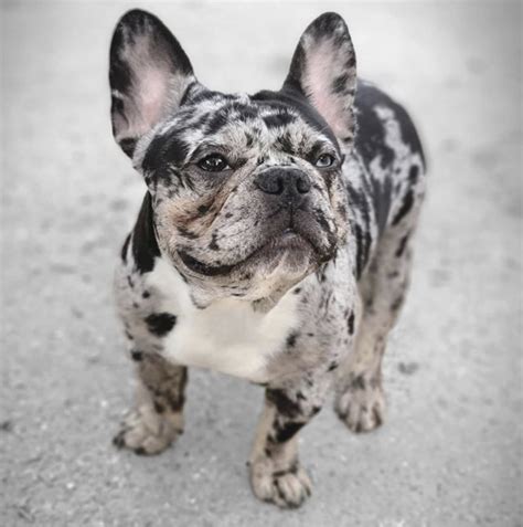 Get Inspired For Merle French Bulldogs