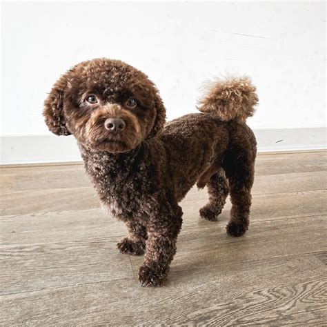Get Inspired For Micro Chocolate Poodle
