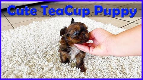 Get Inspired For Micro Shih Tzus