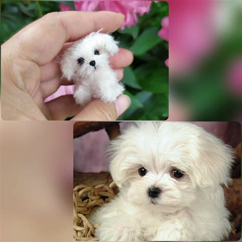 Get Inspired For Micro Teacup Maltese
