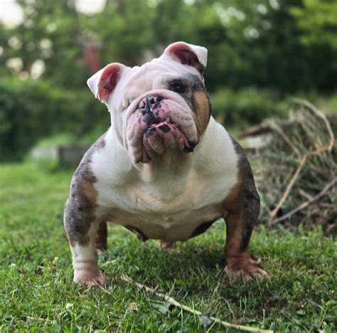 Get Inspired For Mini Bulldog For Sale
