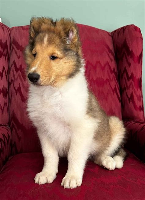 Get Inspired For Mini Collie