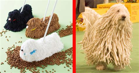 Get Inspired For Mop Dog