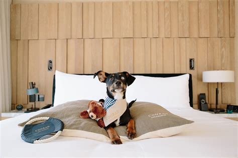 Get Inspired For Pet Friendly Chain Hotels