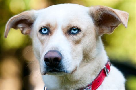 Get Inspired For Pictures Of Dogs With Blue Eyes